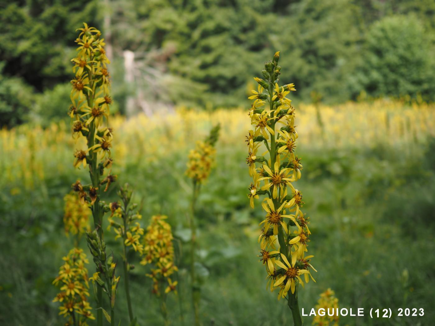 Ligularia flower